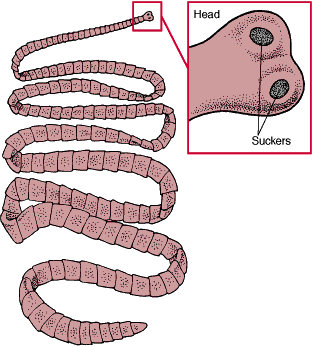 beef tapeworm common in human intestine